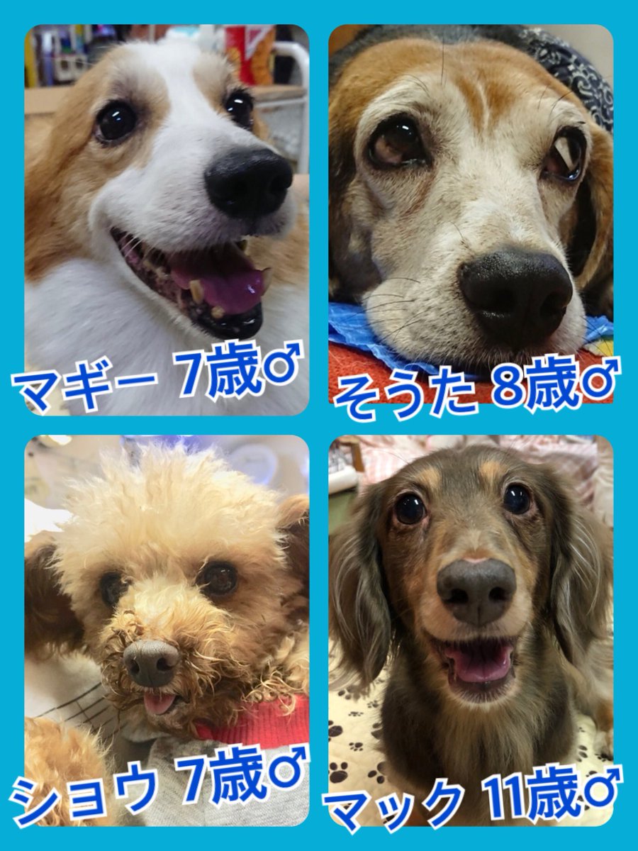 🐾今日の里親様募集中ワンコ🐶メンバーです🐾新メンバーもやってきたよ😃2018,10,6